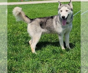 Alaskan Malamute-Unknown Mix Dogs for adoption in Minneapolis, MN, USA