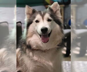 Alaskan Malamute Dogs for adoption in Minneapolis, MN, USA