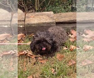 Poodle (Miniature) Dogs for adoption in HOPKINSVILLE/PRINCETON, KY, NH, USA