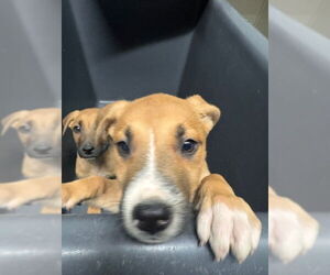 American Pit Bull Terrier-Unknown Mix Dogs for adoption in Bakersfield, CA, USA