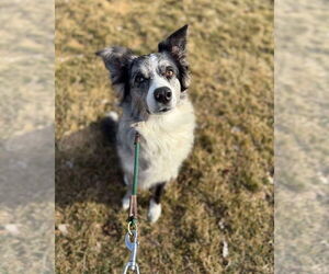 Border Collie Dogs for adoption in Overland Park, KS, USA