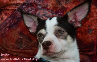 Chihuahua Dogs for adoption in Boca Raton, FL, USA