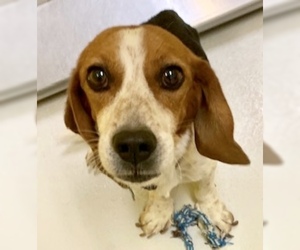 Beagle Dogs for adoption in Pampa, TX, USA