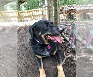 Rottweiler Dogs for adoption in Blairsville, GA, USA