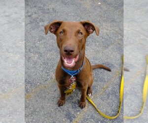 Labrador Retriever-Unknown Mix Dogs for adoption in Boston, MA, USA
