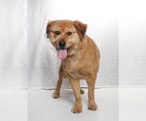 Shepweiller Dogs for adoption in Burbank, CA, USA