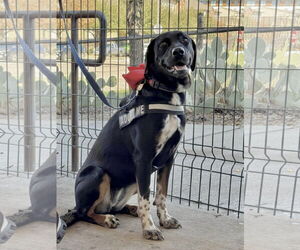 Labrador Retriever-Unknown Mix Dogs for adoption in Fort Worth, TX, USA
