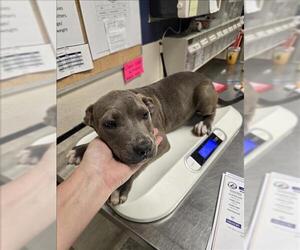 American Pit Bull Terrier-Unknown Mix Dogs for adoption in Conroe, TX, USA
