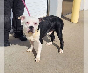 American Bulldog-Unknown Mix Dogs for adoption in Louisville, KY, USA