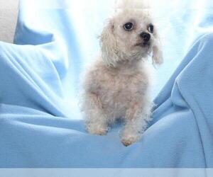 Maltipoo (Toy) Dogs for adoption in Burbank, CA, USA