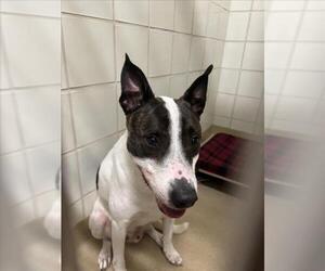 Bull Terrier Dogs for adoption in Derwood, MD, USA