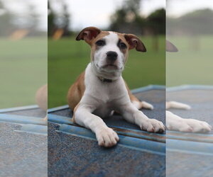 Mutt Dogs for adoption in Greenville, SC, USA