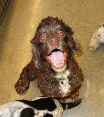 Cocker Spaniel Dogs for adoption in Tacoma, WA, USA
