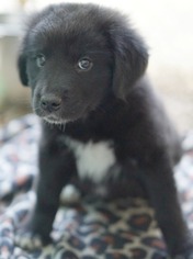 Sheprador Dogs for adoption in Rocky Mount, VA, USA