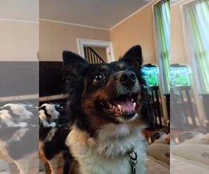 Australian Shepherd-Unknown Mix Dogs for adoption in pomfret, CT, USA