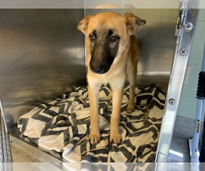German Shepherd Dog-Unknown Mix Dogs for adoption in Grand Prairie, TX, USA