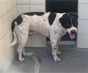 Labrador Retriever Dogs for adoption in Corpus Christi, TX, USA