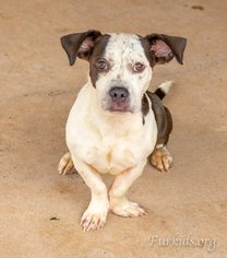 Bully Basset Dogs for adoption in Alpharetta, GA, USA