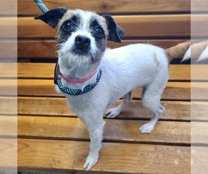 Parson Russell Terrier-Unknown Mix Dogs for adoption in Long Beach, CA, USA