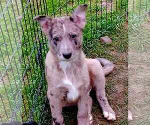 Australian Shepherd Dogs for adoption in Scottsboro, AL, USA