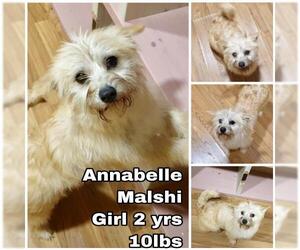 Mal-Shi Dogs for adoption in Seattle, WA, USA