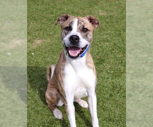 Mountain Cur-Unknown Mix Dogs for adoption in Rockaway, NJ, USA