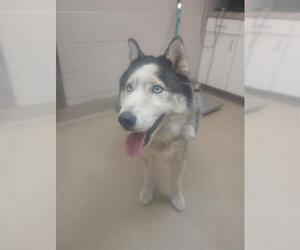Siberian Husky Dogs for adoption in Santa Maria, CA, USA