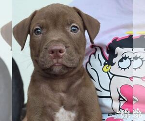 Labrador Retriever-Unknown Mix Dogs for adoption in Washington, DC, USA