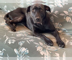 Labrador Retriever-Unknown Mix Dogs for adoption in Holly Springs, NC, USA