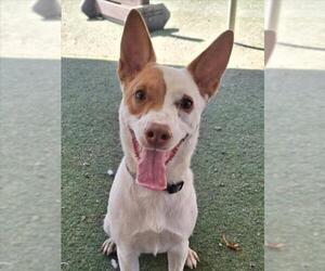 Mutt Dogs for adoption in Woodland, CA, USA