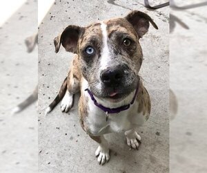 American Pit Bull Terrier-Catahoula Leopard Dog Mix Dogs for adoption in Santa Rosa, CA, USA