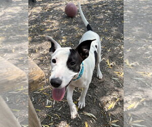 Mutt Dogs for adoption in Elmsford, NY, USA