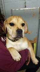 Frenchie Pug Dogs for adoption in Matawan, NJ, USA