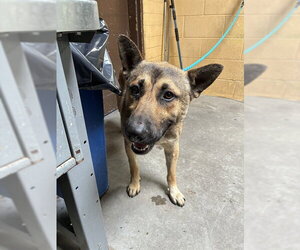 German Shepherd Dog Dogs for adoption in Stockton, CA, USA