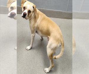 Boxer-Unknown Mix Dogs for adoption in Las Vegas, NV, USA