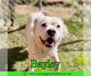 Bulldog Dogs for adoption in Pensacola, FL, USA