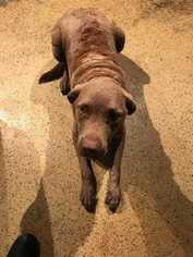 Chesapeake Bay Retriever Dogs for adoption in Ardsley, NY, USA