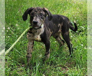 Catahoula Leopard Dog-Labrador Retriever Mix Dogs for adoption in Wetumpka, AL, USA