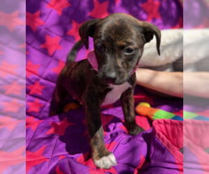 Labrador Retriever-Rat Terrier Mix Dogs for adoption in Warrenton, VA, USA
