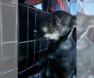 Basset Hound-Miniature Schnauzer Mix Dogs for adoption in Stockton, CA, USA