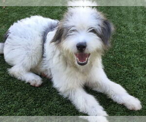 Bearded Collie-Wheaten Terrier Mix Dogs for adoption in Agoura Hills, CA, USA