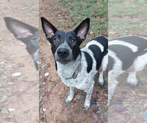 Mutt Dogs for adoption in Boston, MA, USA