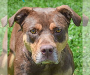 Chocolate Labrador retriever-Rottweiler Mix Dogs for adoption in Huntley, IL, USA