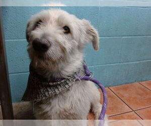Mutt Dogs for adoption in Downey, CA, USA