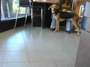 Treeing Walker Coonhound Dogs for adoption in Nashville, TN, USA