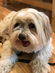 Tibetan Terrier Dogs for adoption in VACAVILLE, CA, USA