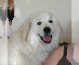 Great Pyrenees Dogs for adoption in Cabool, MO, USA
