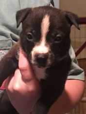 Medium Photo #1 Labrador Retriever-Unknown Mix Puppy For Sale in Elmsford, NY, USA