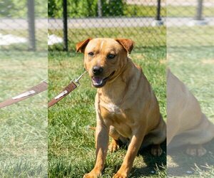 Labrador Retriever-Unknown Mix Dogs for adoption in north little rock, AR, USA