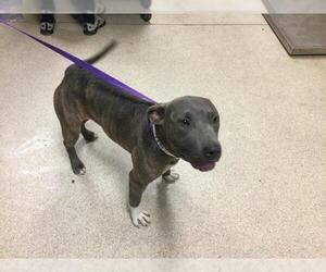 American Pit Bull Terrier Dogs for adoption in Riverside, CA, USA